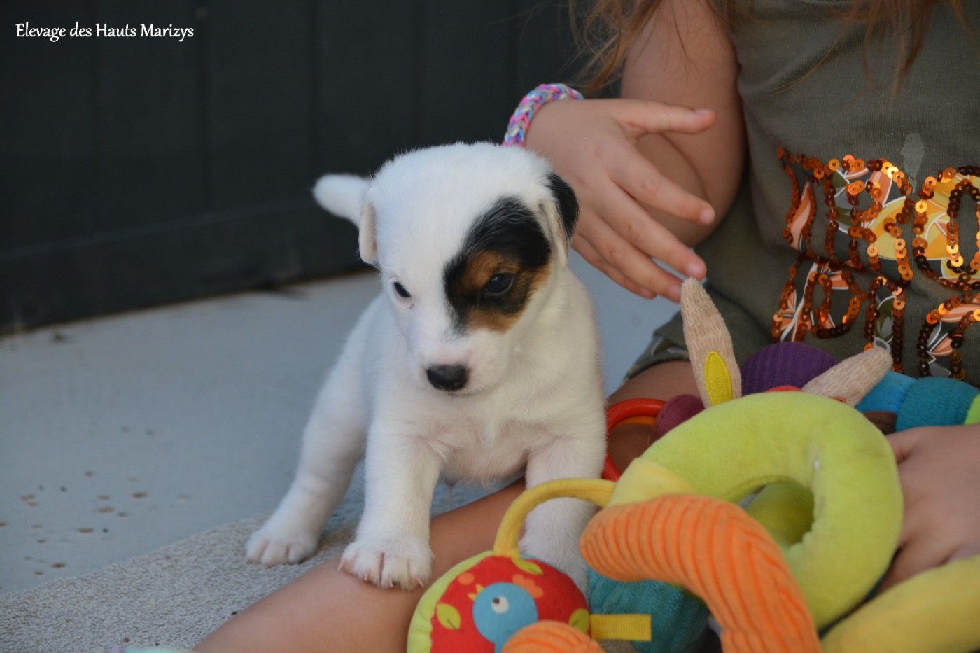 des Hauts-Marizys - Chiots disponibles - Jack Russell Terrier