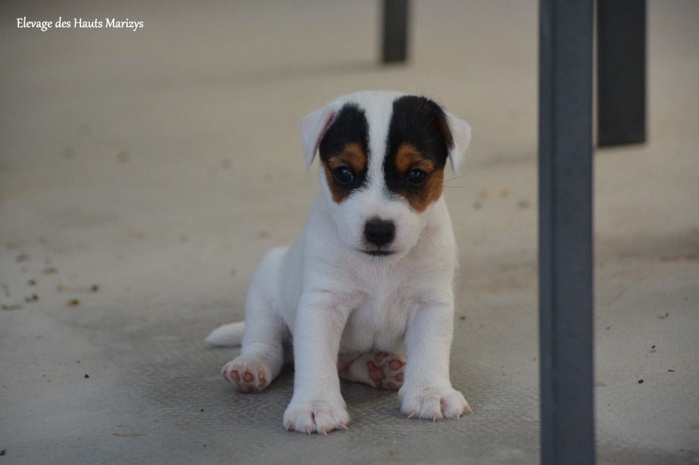 des Hauts-Marizys - Chiots disponibles - Jack Russell Terrier