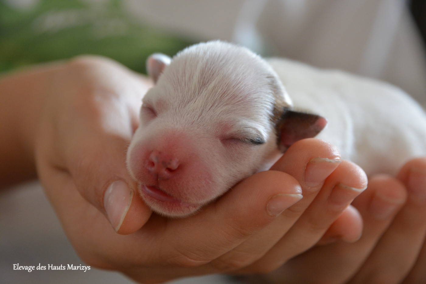 des Hauts-Marizys - Chiots disponibles - Jack Russell Terrier