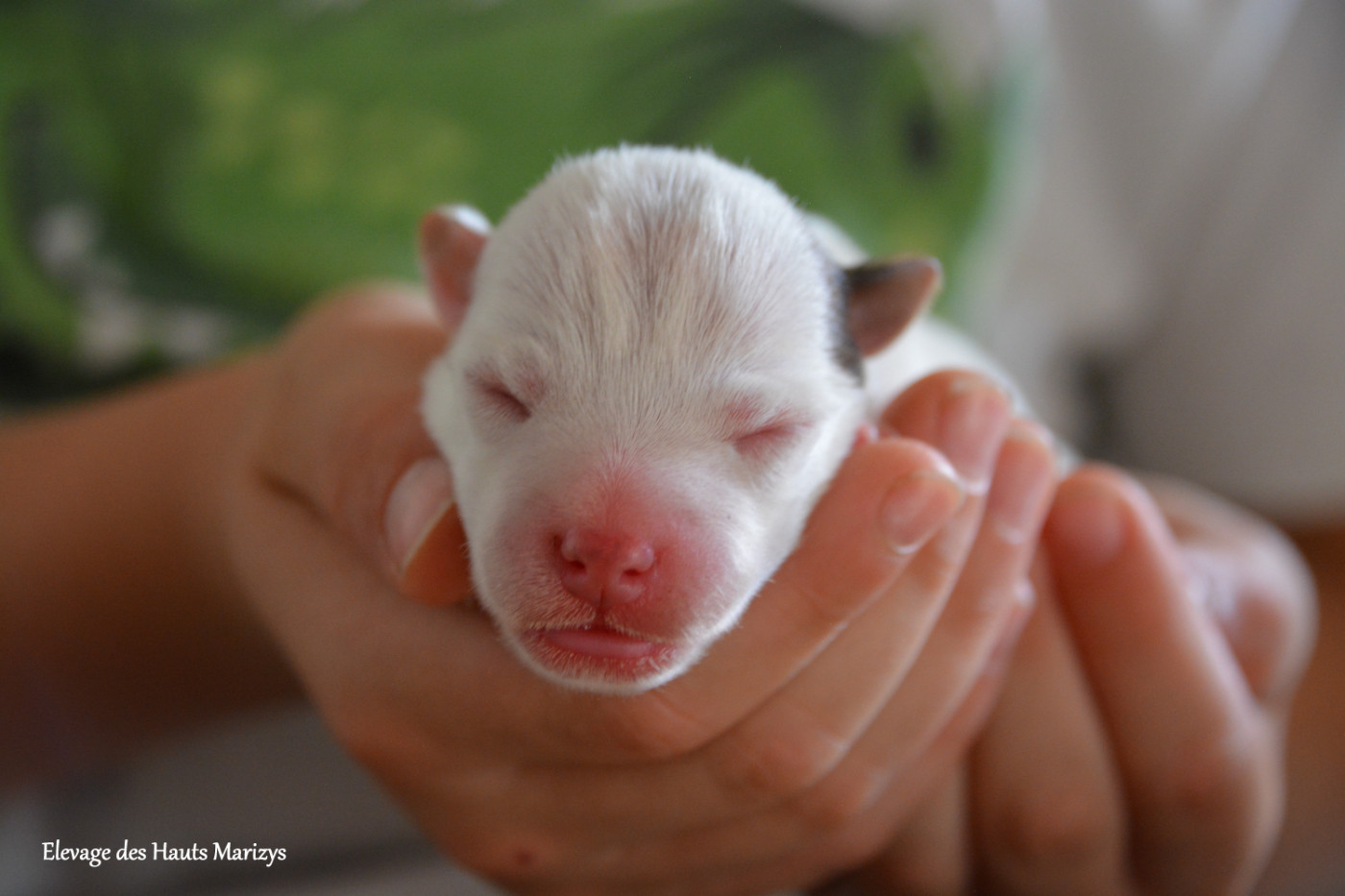 des Hauts-Marizys - Chiots disponibles - Jack Russell Terrier