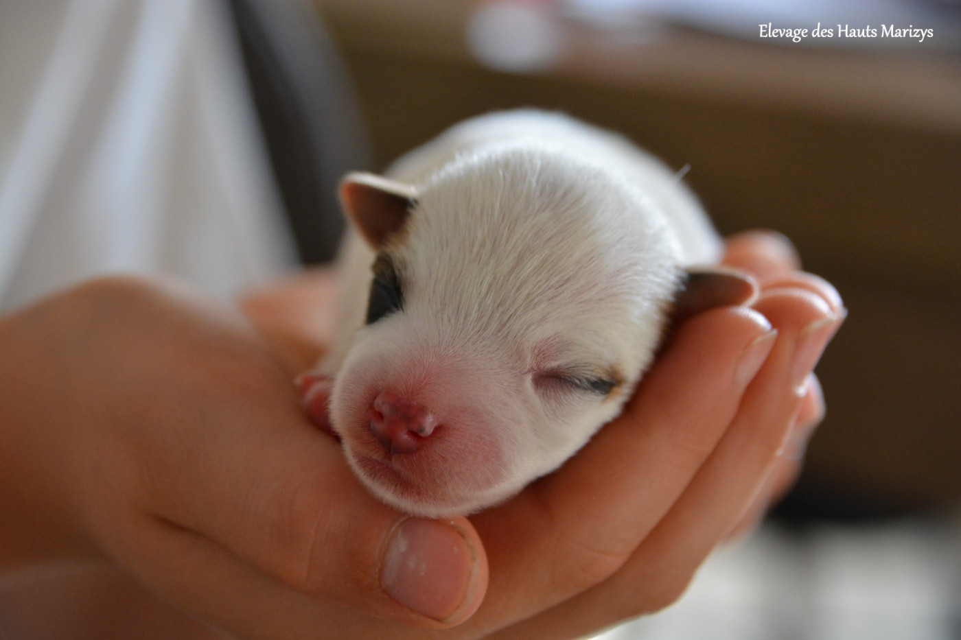 des Hauts-Marizys - Chiots disponibles - Jack Russell Terrier