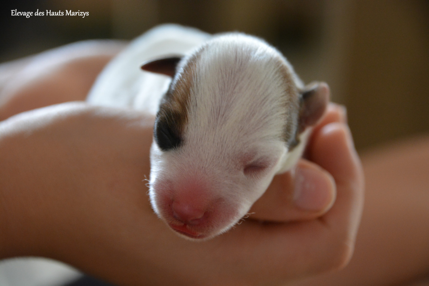 des Hauts-Marizys - Chiots disponibles - Jack Russell Terrier
