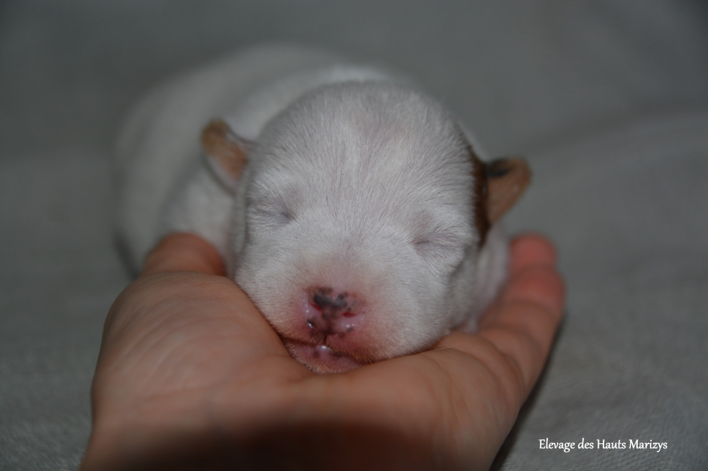 des Hauts-Marizys - Chiots disponibles - Jack Russell Terrier
