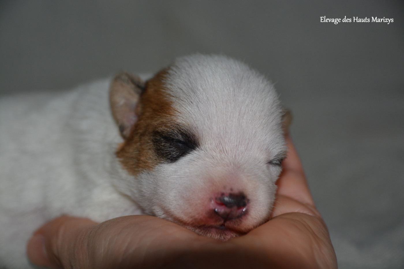 des Hauts-Marizys - Chiots disponibles - Jack Russell Terrier