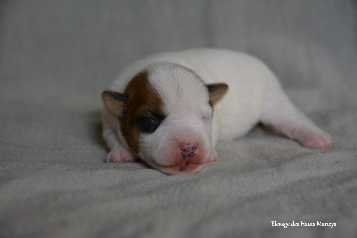 des Hauts-Marizys - Chiots disponibles - Jack Russell Terrier