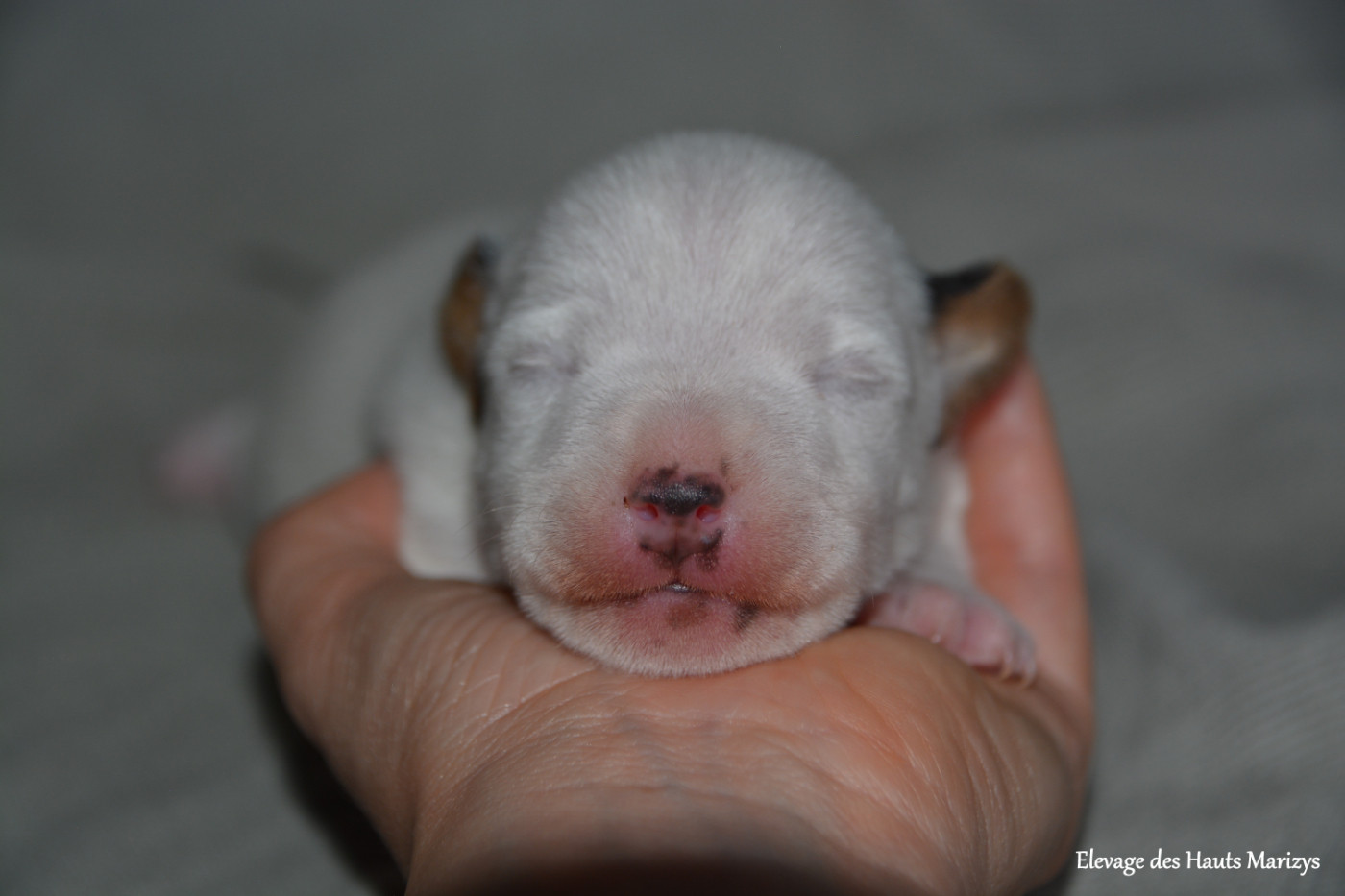 des Hauts-Marizys - Chiots disponibles - Jack Russell Terrier