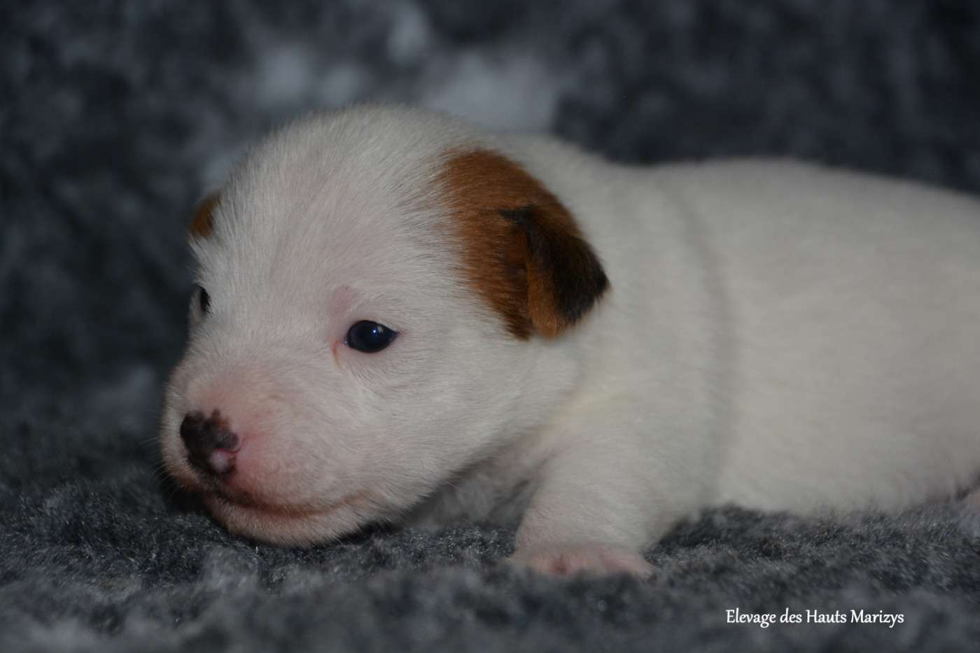 des Hauts-Marizys - Chiots disponibles - Jack Russell Terrier
