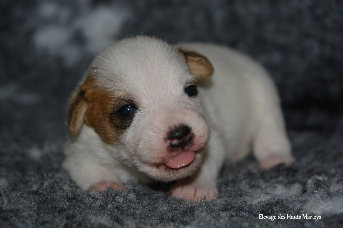 des Hauts-Marizys - Chiots disponibles - Jack Russell Terrier