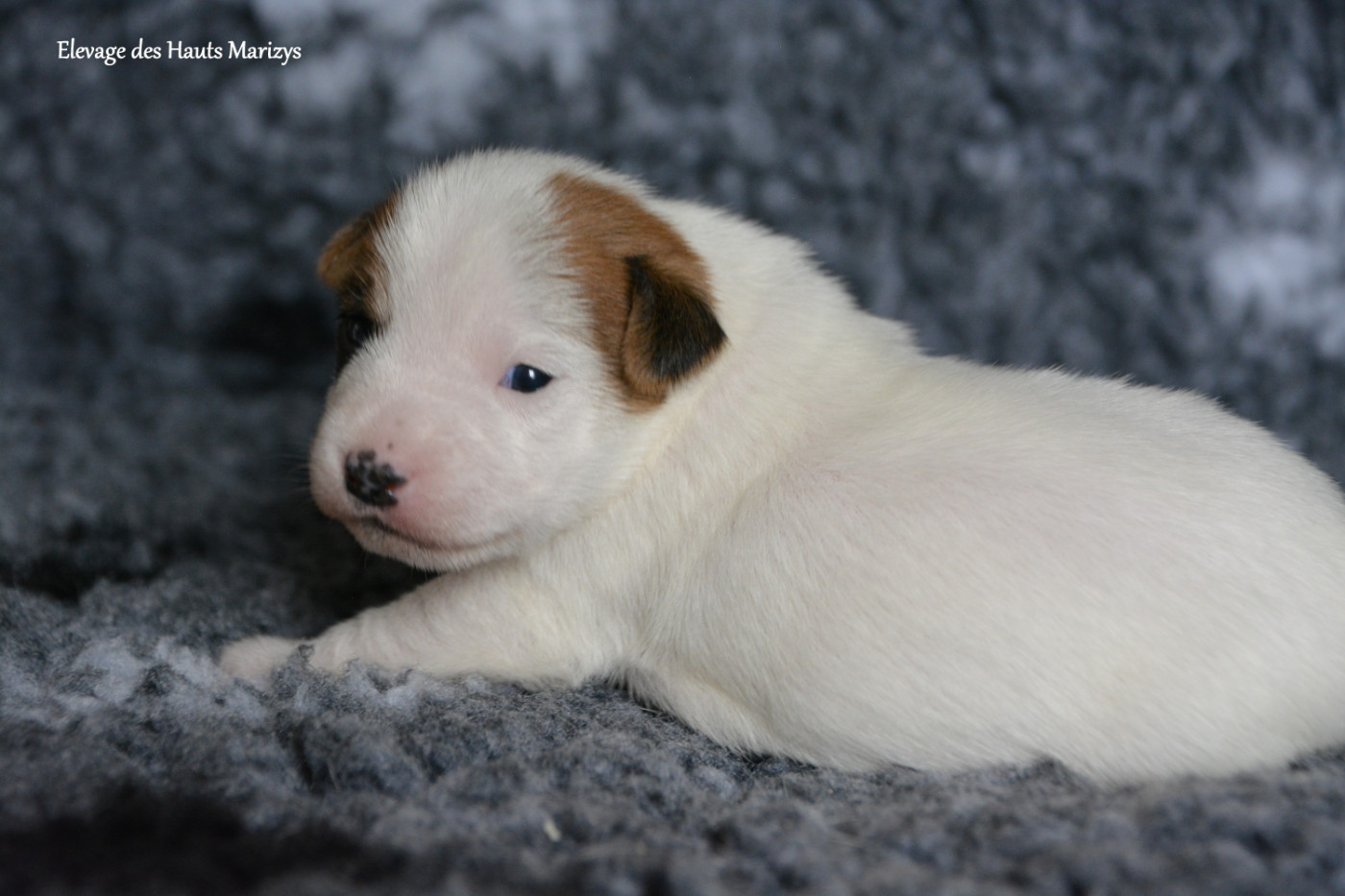 des Hauts-Marizys - Chiots disponibles - Jack Russell Terrier