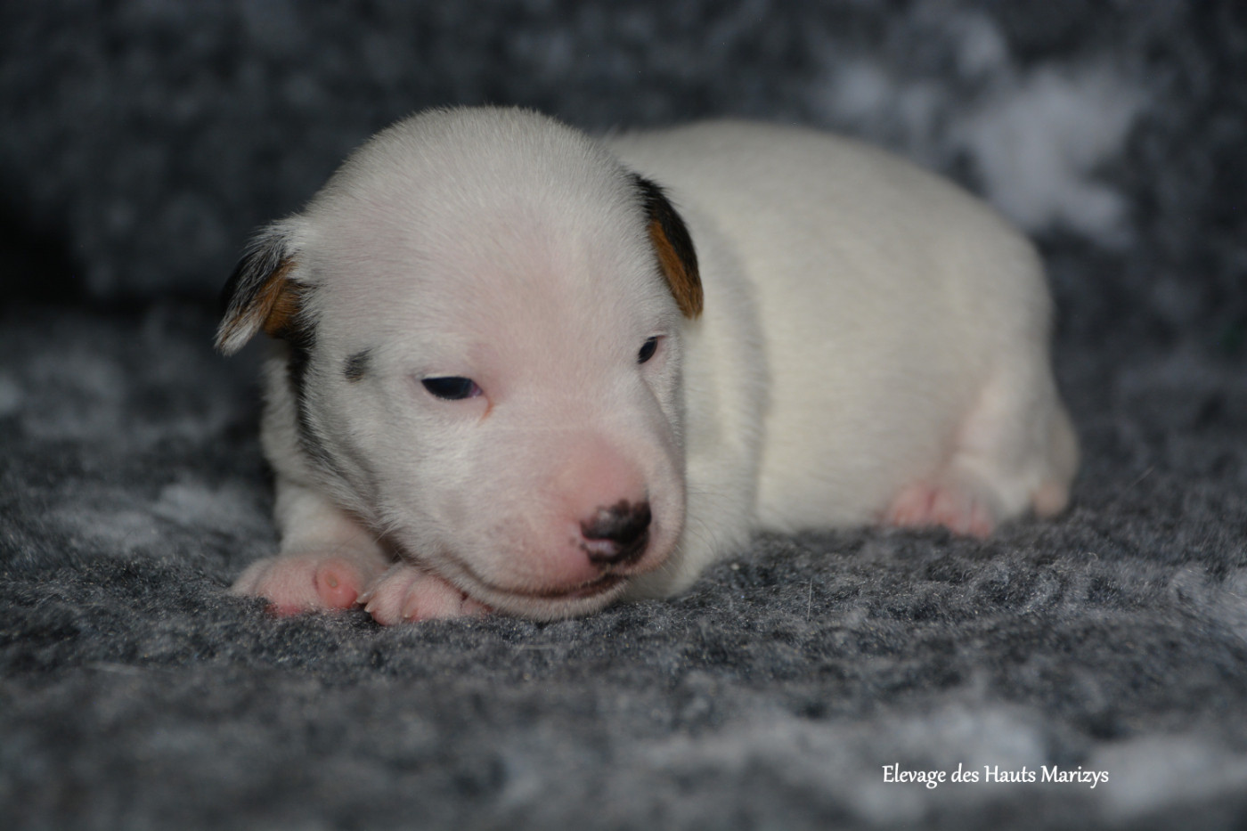 des Hauts-Marizys - Chiots disponibles - Jack Russell Terrier