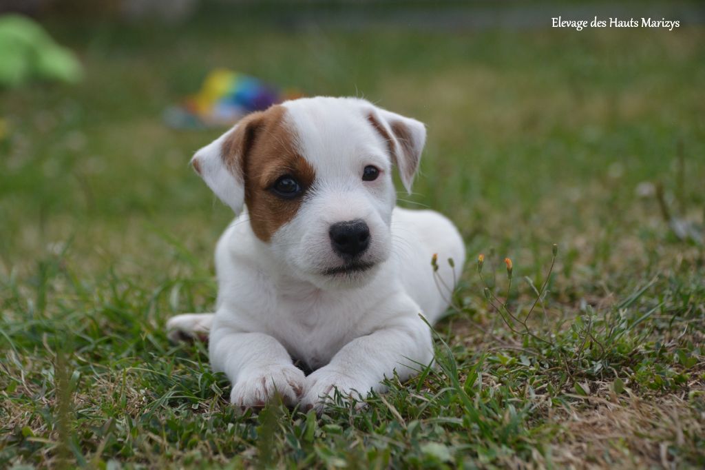 des Hauts-Marizys - Chiots disponibles - Jack Russell Terrier