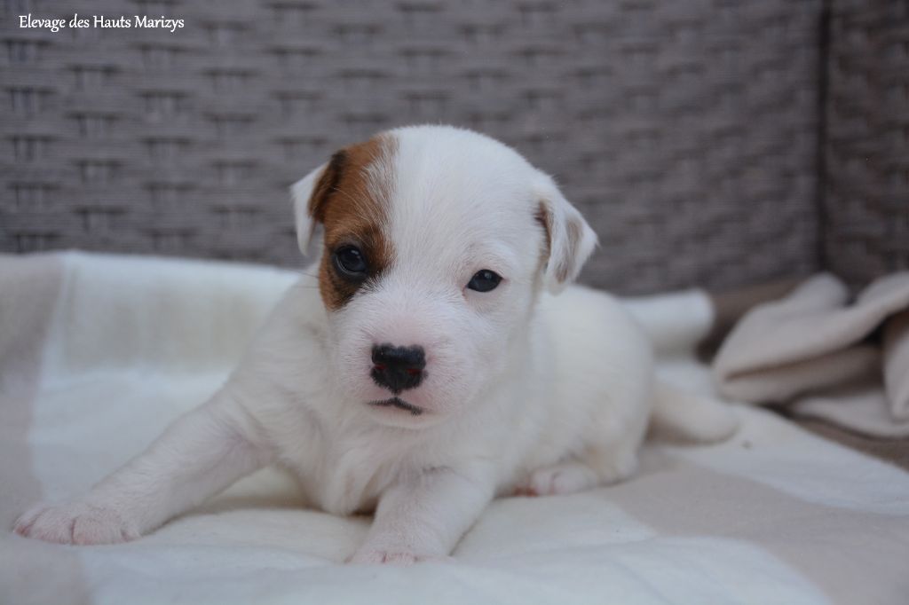 des Hauts-Marizys - Chiots disponibles - Jack Russell Terrier