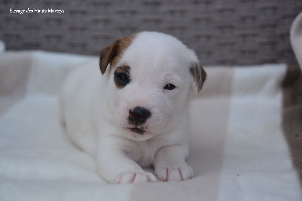 des Hauts-Marizys - Chiots disponibles - Jack Russell Terrier