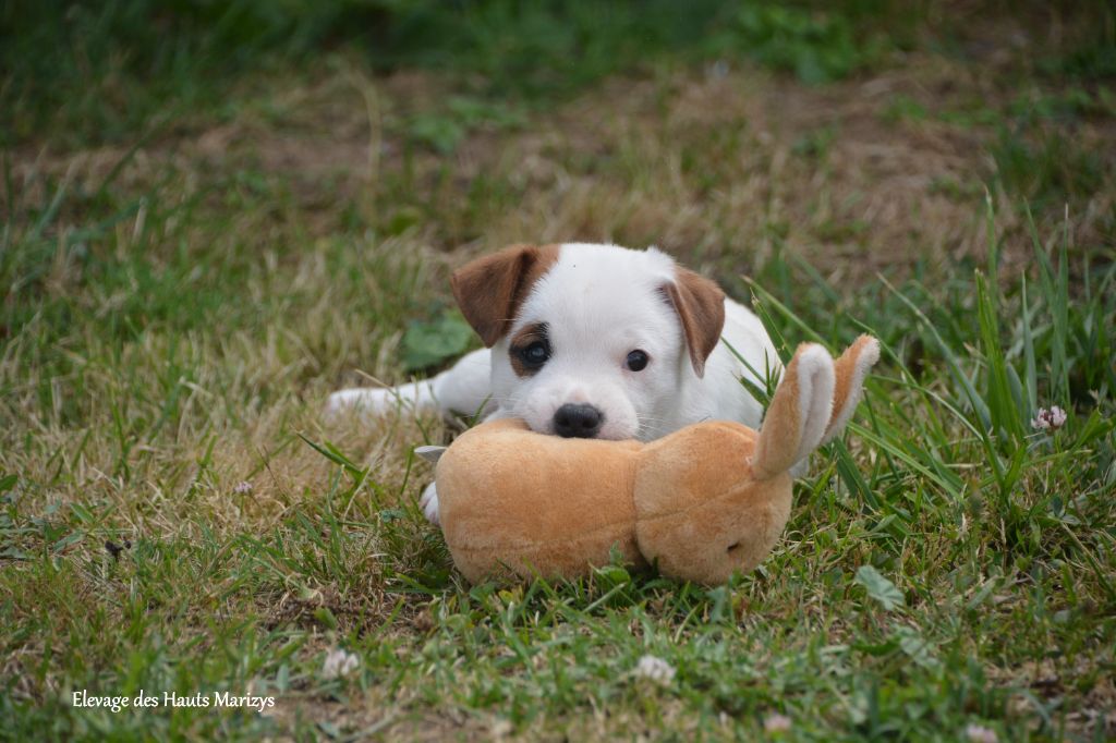 des Hauts-Marizys - Chiots disponibles - Jack Russell Terrier