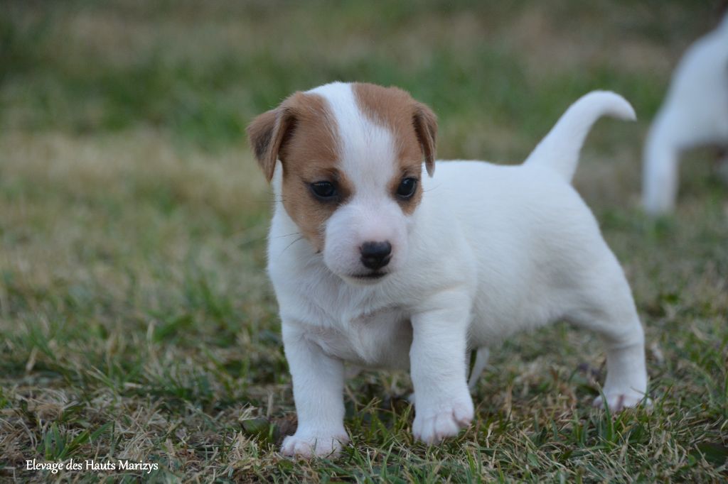 des Hauts-Marizys - Chiots disponibles - Jack Russell Terrier