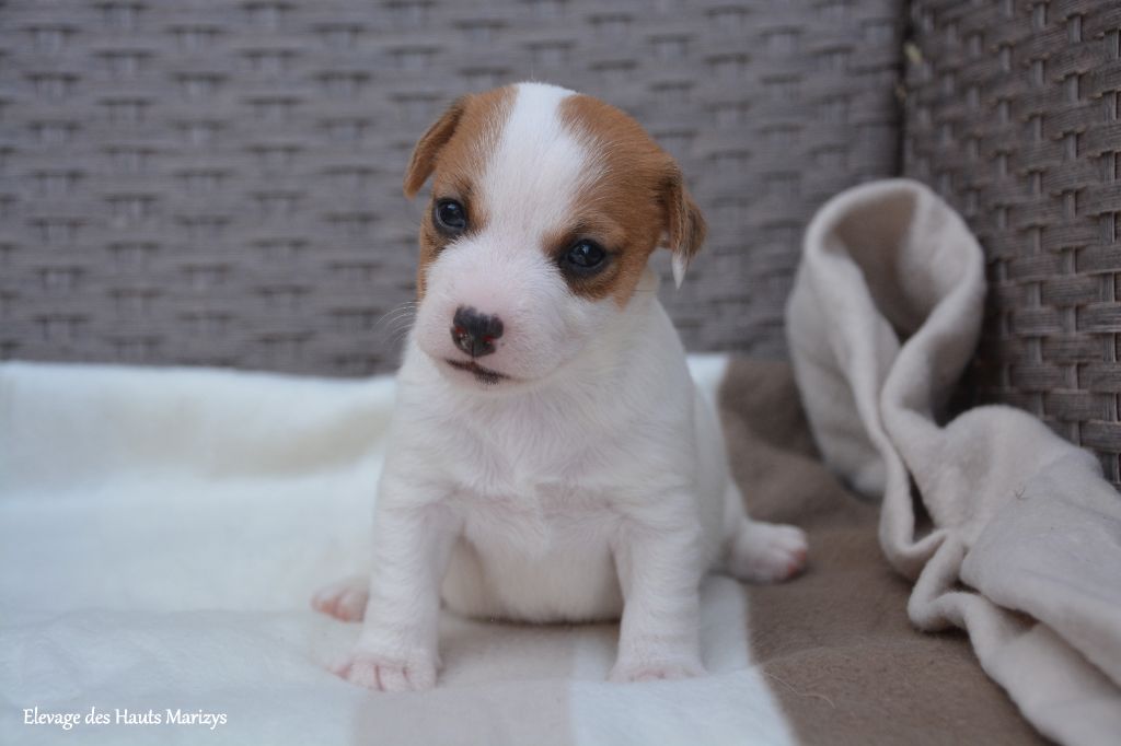 des Hauts-Marizys - Chiots disponibles - Jack Russell Terrier