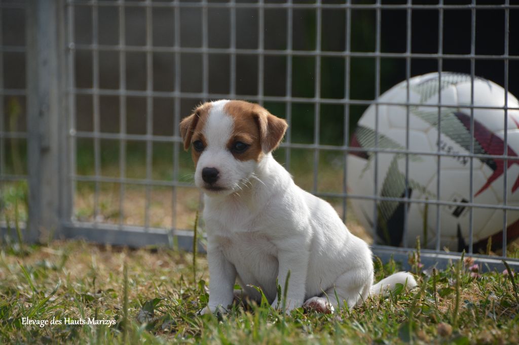 des Hauts-Marizys - Chiots disponibles - Jack Russell Terrier