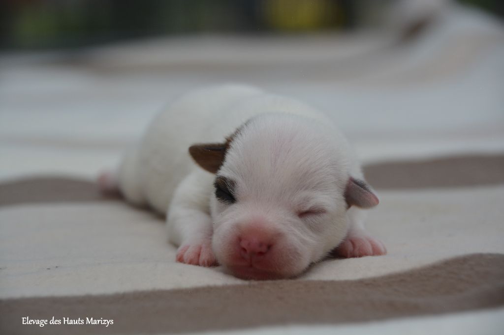 des Hauts-Marizys - Chiots disponibles - Jack Russell Terrier