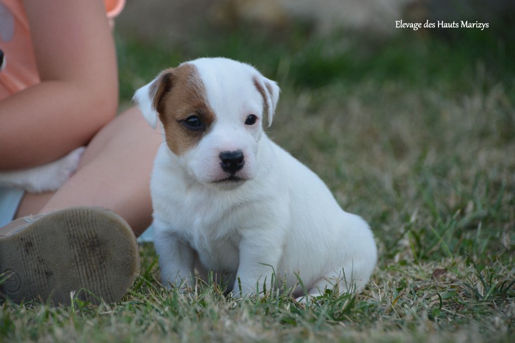 des Hauts-Marizys - Chiots disponibles - Jack Russell Terrier