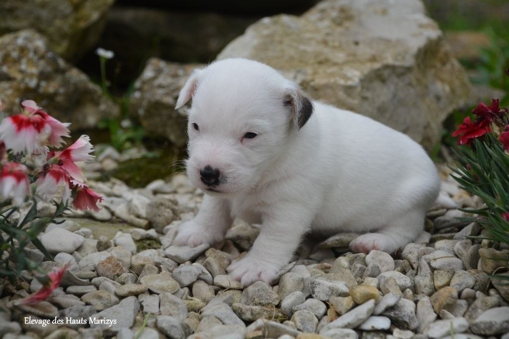 des Hauts-Marizys - Chiots disponibles - Jack Russell Terrier