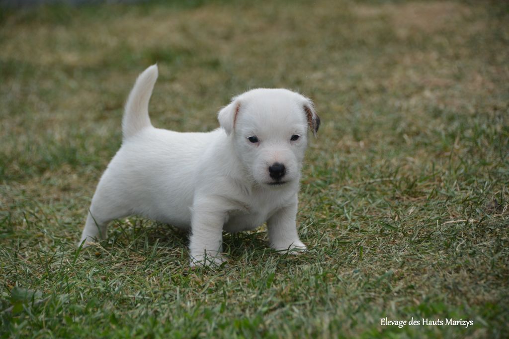 des Hauts-Marizys - Chiots disponibles - Jack Russell Terrier