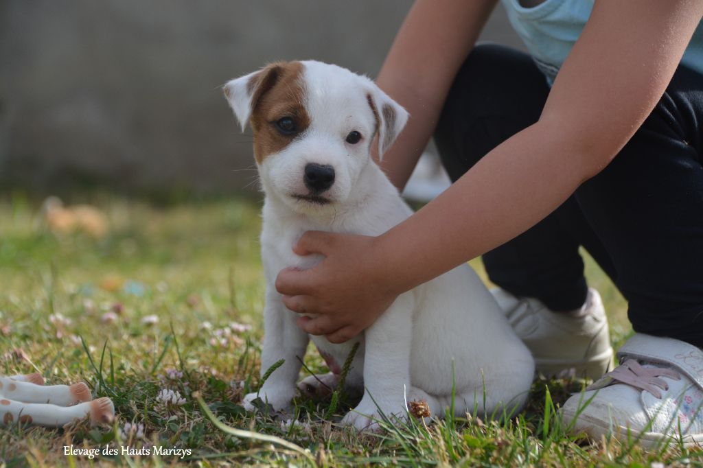 des Hauts-Marizys - Chiots disponibles - Jack Russell Terrier