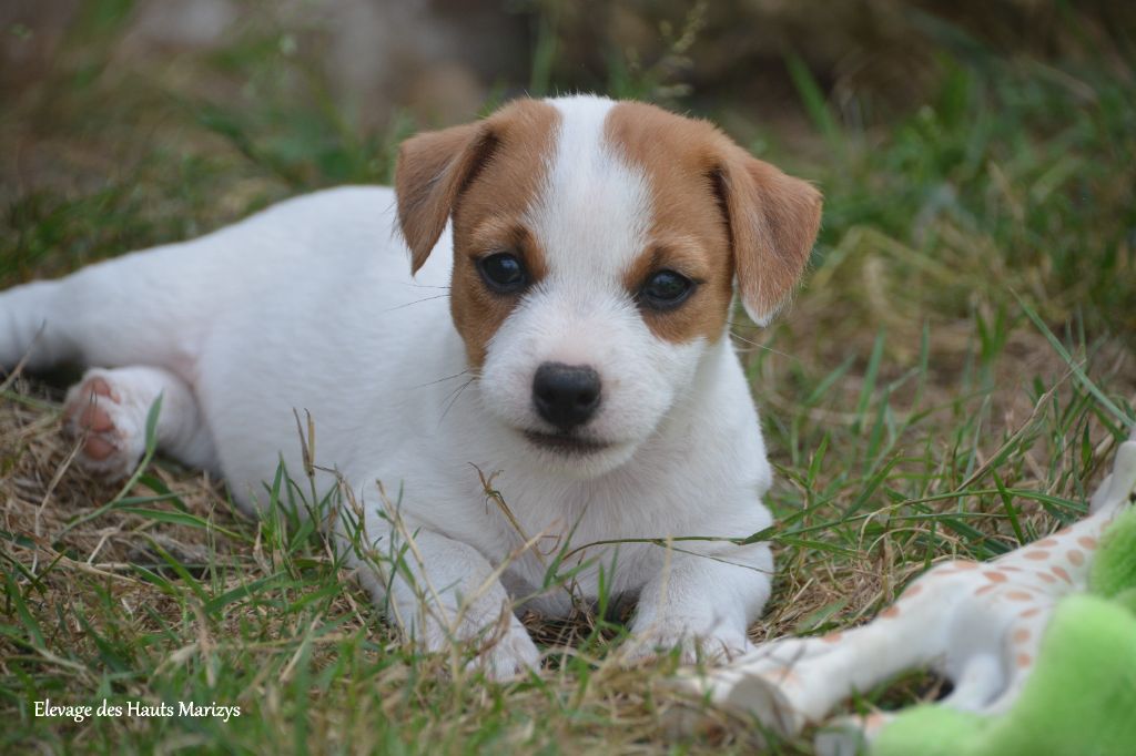 des Hauts-Marizys - Chiots disponibles - Jack Russell Terrier