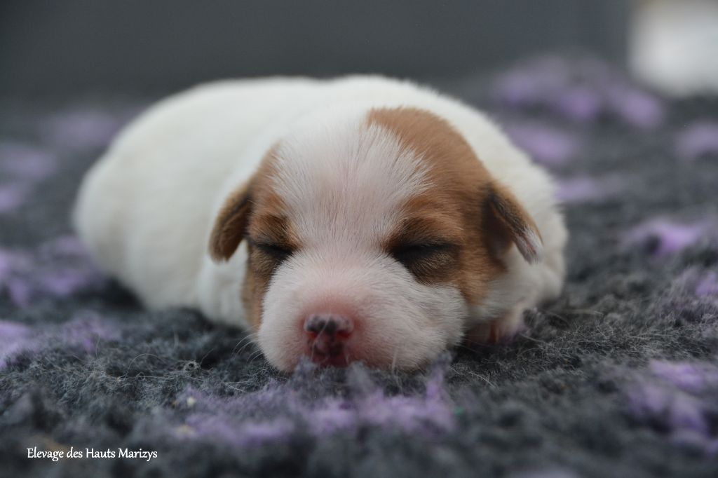 des Hauts-Marizys - Chiots disponibles - Jack Russell Terrier