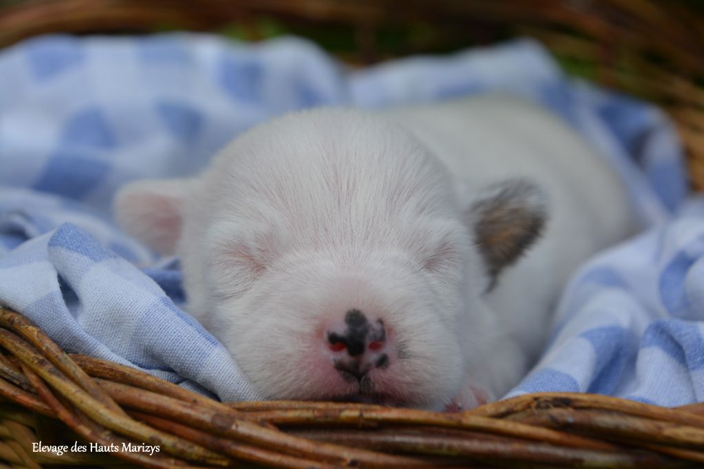 des Hauts-Marizys - Chiots disponibles - Jack Russell Terrier