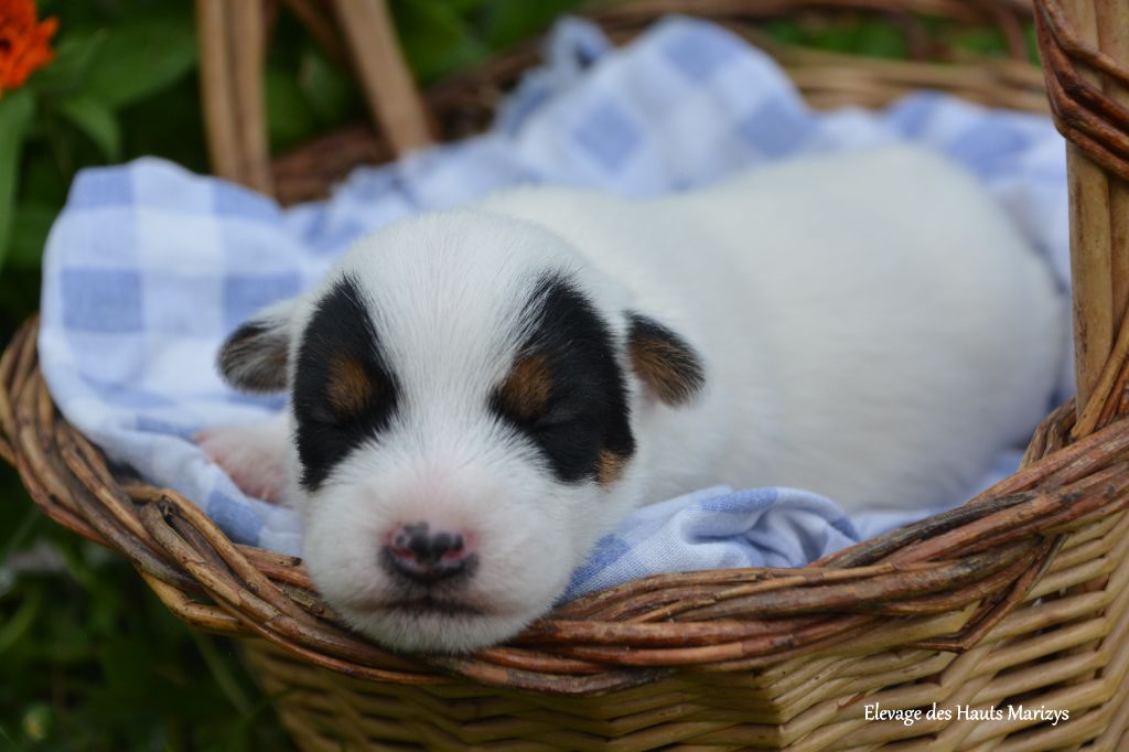 des Hauts-Marizys - Chiots disponibles - Jack Russell Terrier