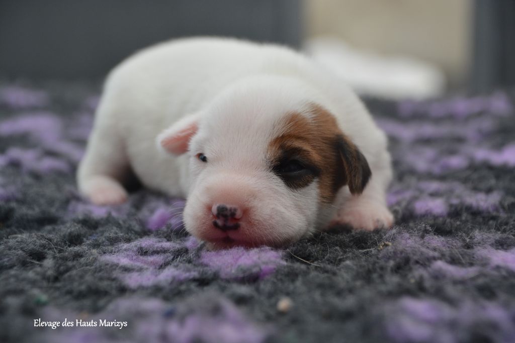 des Hauts-Marizys - Chiots disponibles - Jack Russell Terrier