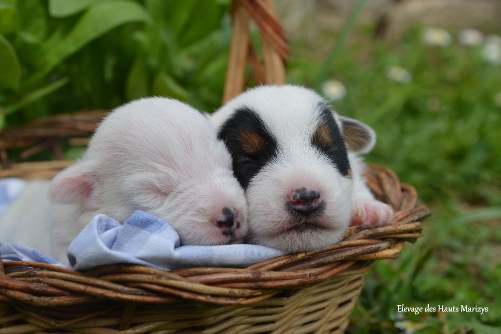 Chiot Jack Russell Terrier des Hauts-Marizys