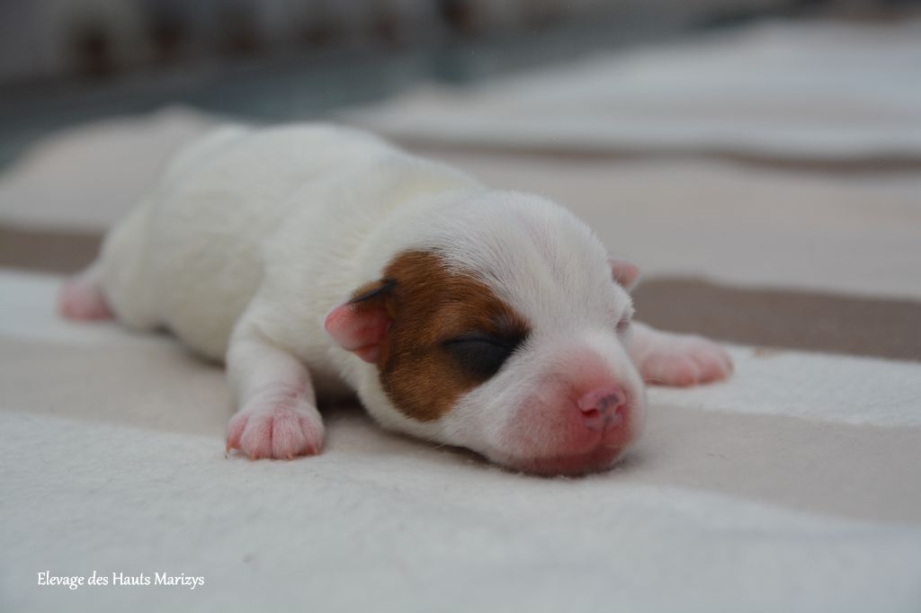 des Hauts-Marizys - Chiots disponibles - Jack Russell Terrier