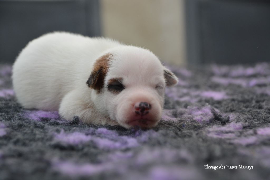 des Hauts-Marizys - Chiots disponibles - Jack Russell Terrier