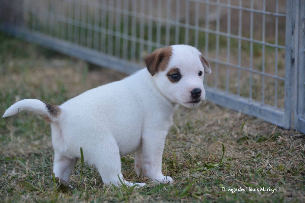 des Hauts-Marizys - Chiots disponibles - Jack Russell Terrier