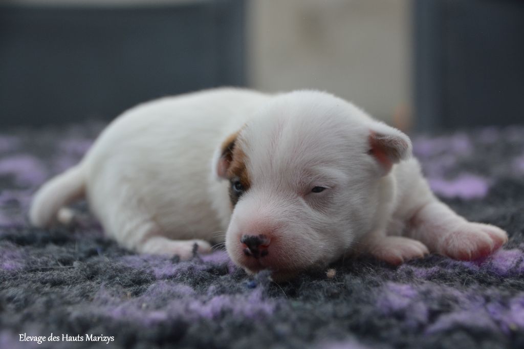 des Hauts-Marizys - Chiots disponibles - Jack Russell Terrier