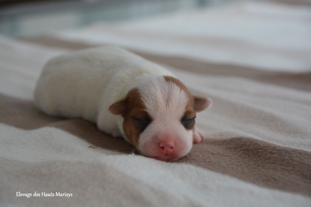 des Hauts-Marizys - Chiots disponibles - Jack Russell Terrier